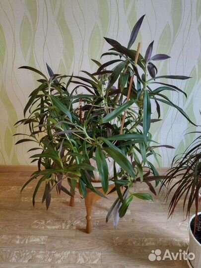 Комнатные растения