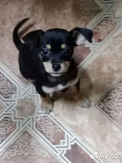 Продам той терьера