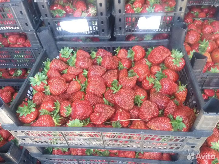 Рассада клубники