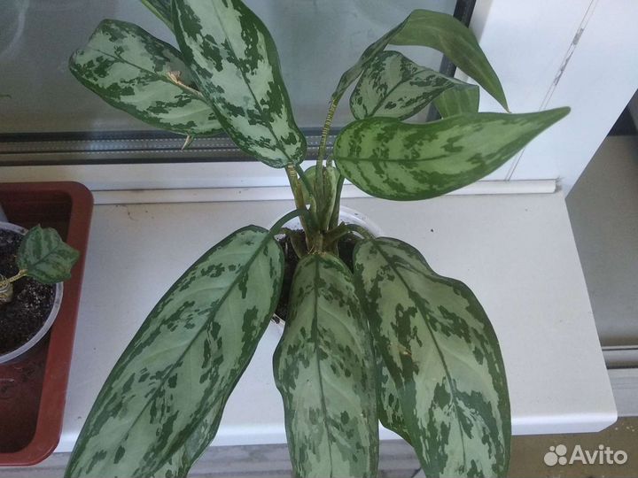 Цветы(комнатные, садовые)