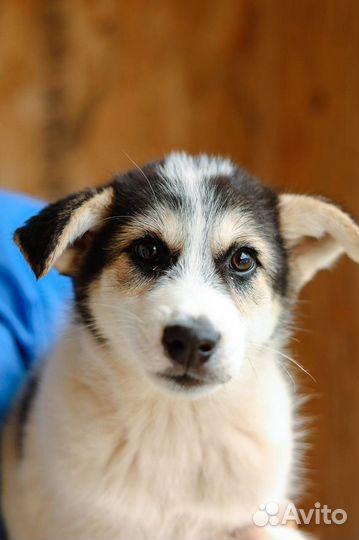 Маленькая крошка в добрые руки