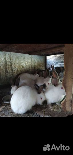 Калифорнийские кролики