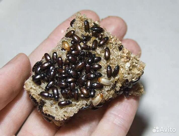 Жук знахарь