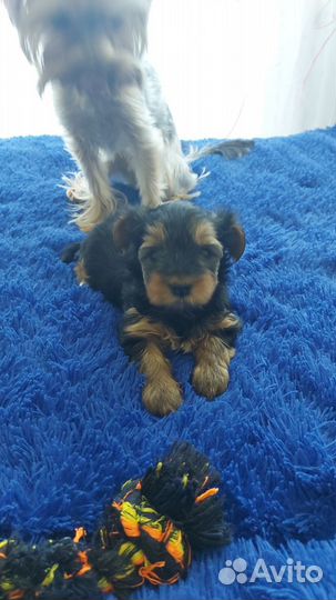 Йокширский терьер вязка кобель