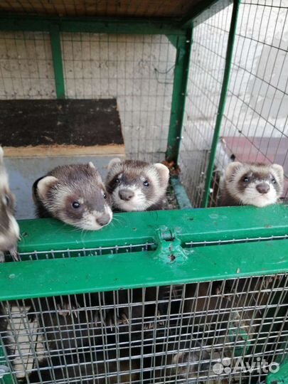 Домашний хорек