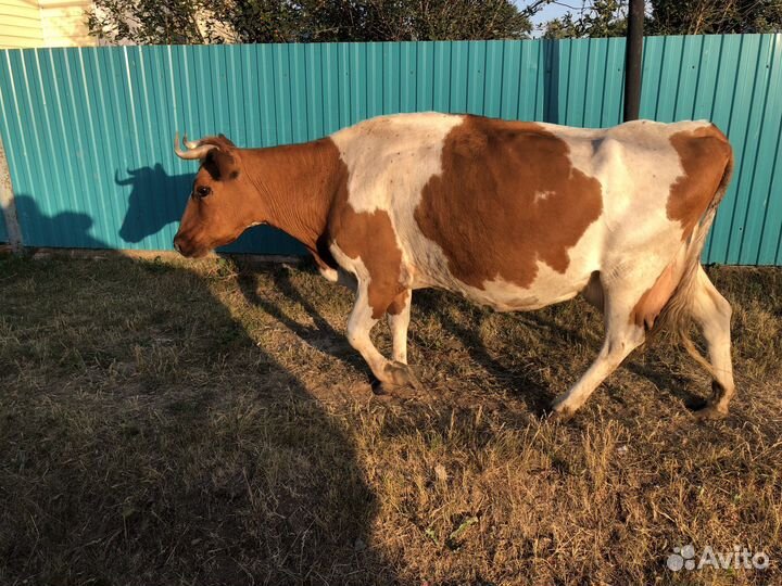 Корова дойная