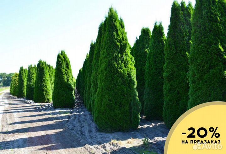 Туи Ростовка большая 5 м