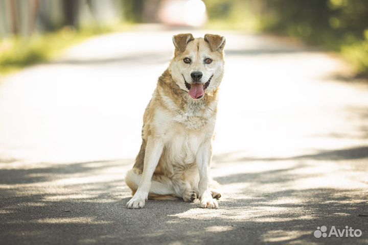 Этот парень вам понравится