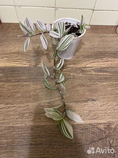 Росток белой традесканции