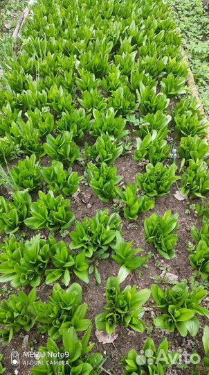 Безвременник осенний