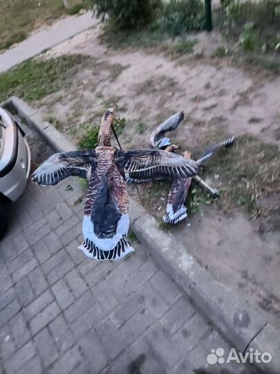 Махокрыл Гусь (охота на гуся)