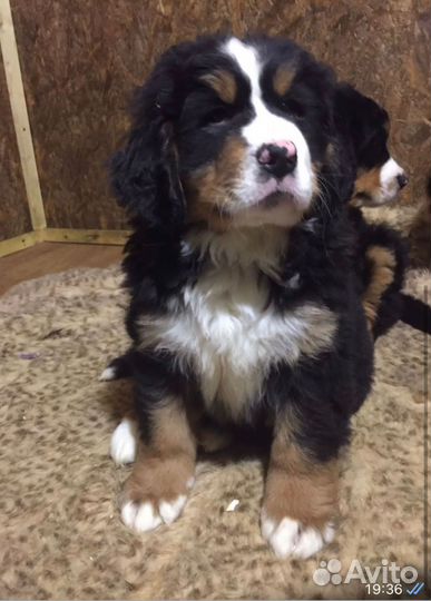 Лапочка дочка