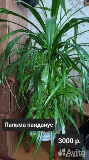 Комнатные цветы