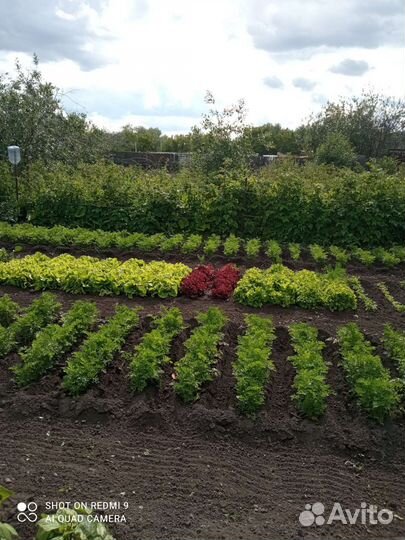 Козье молоко. Доставка.Овощи Фрукты