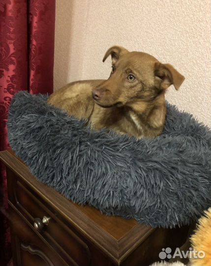 Кузя ищет дом