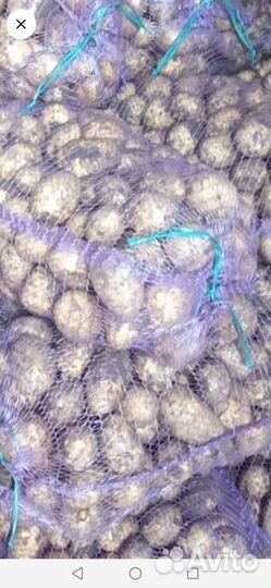 Продам картофель