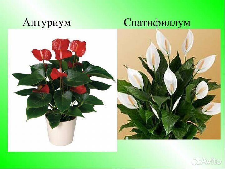 Комнатные цветы антуриум