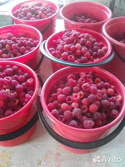 Продаю рассаду малины