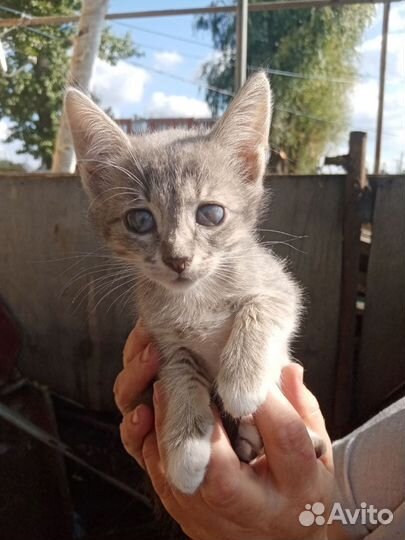 Котята выживают на улице