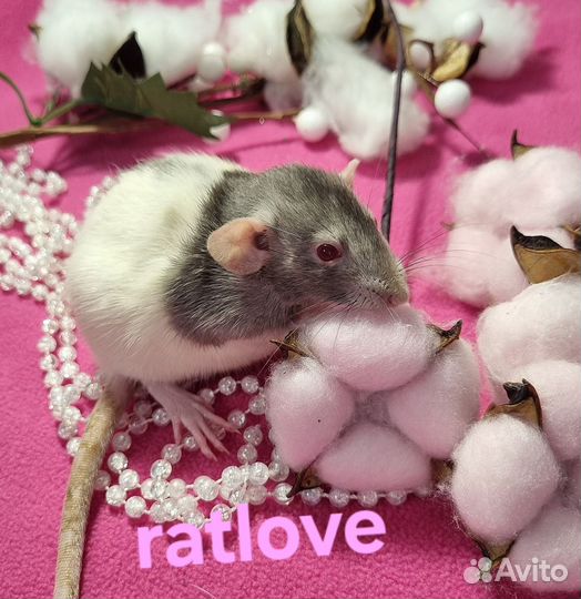 Крысята дамбо девочки красотки