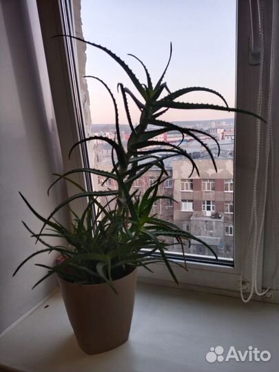 Алоэ 3 года
