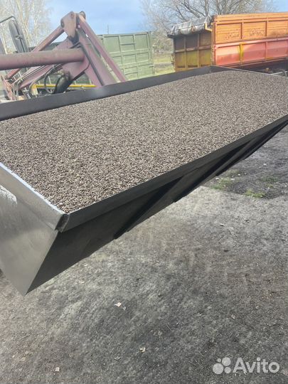 Эспарцет семена 1251 Рс Донник желтый