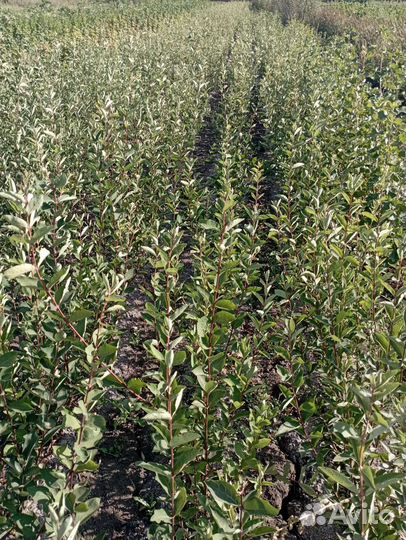 Саженцы жимолости