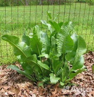 Корень хрена