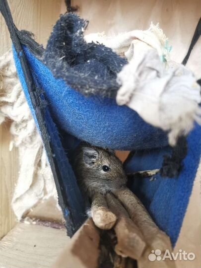 Витрина с дегу