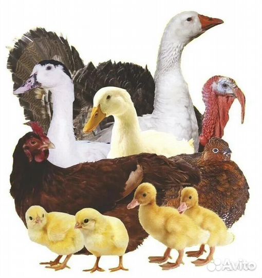 Продаю индюшат
