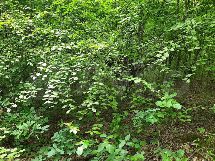 Участок 6 сот. (СНТ, ДНП)