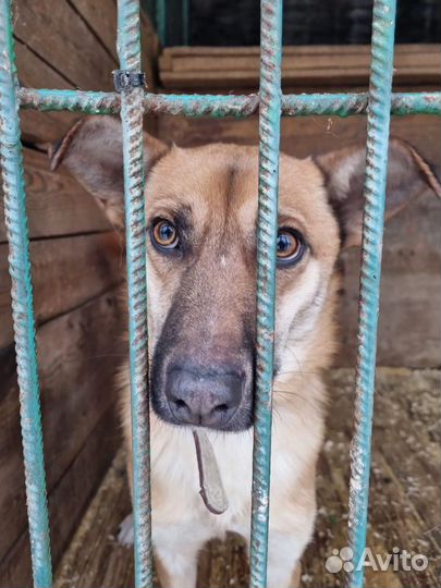 Собаки бесплатно