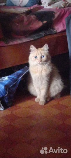 Отдам бесплатно кота