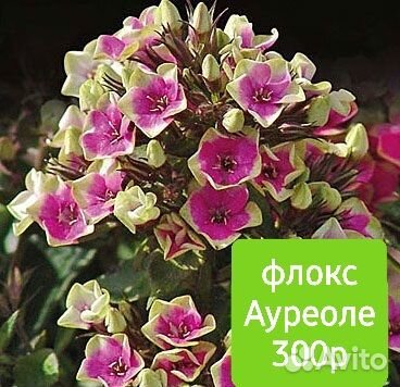 Флоксы