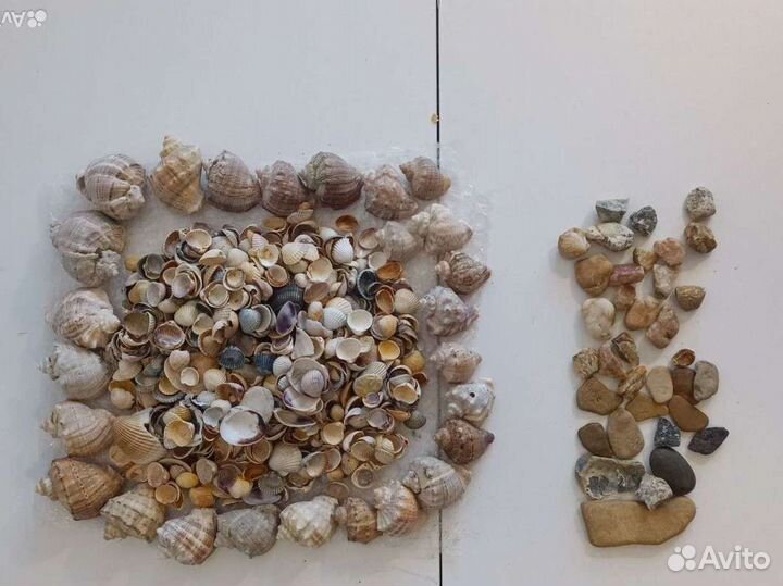 Морские ракушки.Набор для аквариума, творчества