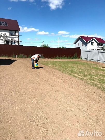 Газон посевной