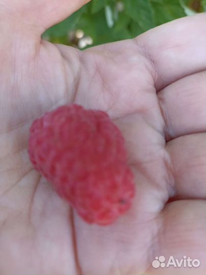 Малиновое дерево саженцы