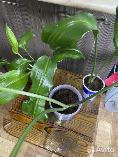 Эухарис амазонская лилия