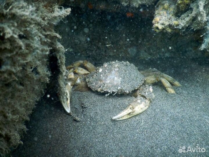 Дайвинг Сочи/Адлер+трансфер