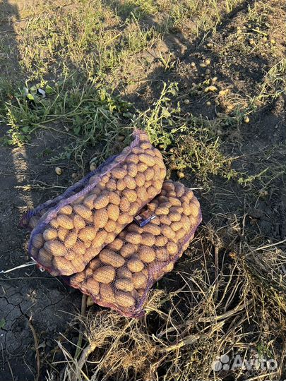 Продается картофель сорт Анна