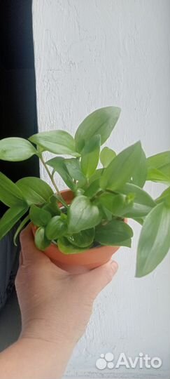 Традесканция