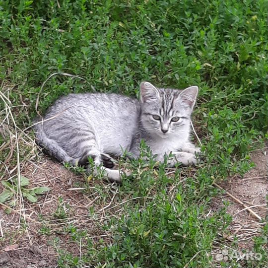 Котята ищут дом