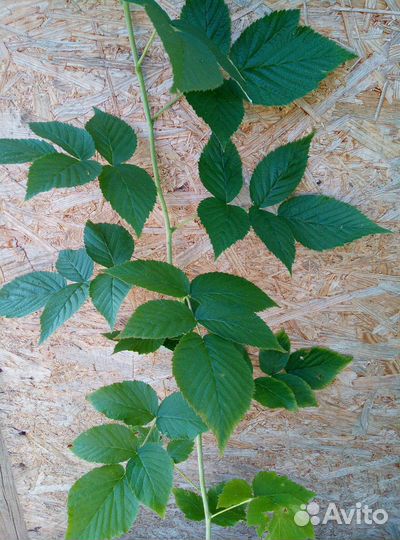 Саженцы малины