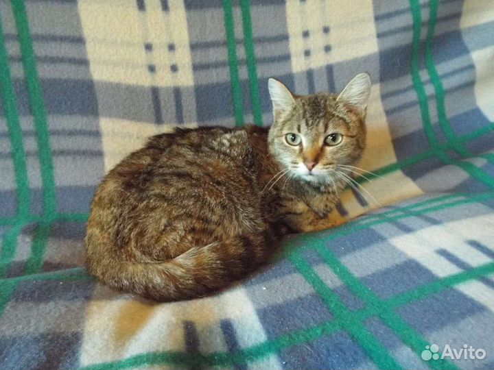 Ласковая кошка