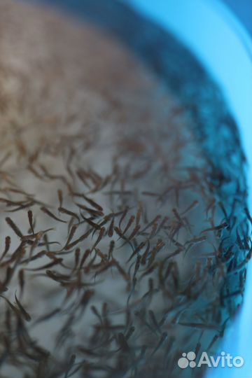 Малек янтарной форели