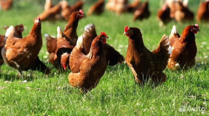 Курочки несушки