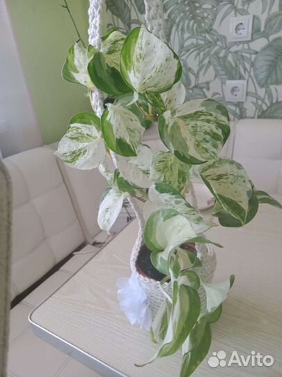 Эпипремнум хэппи лиф