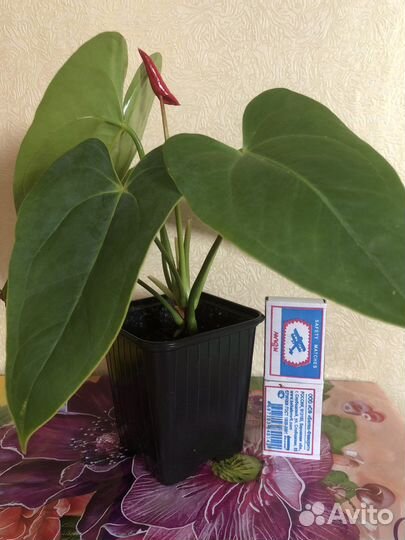 Антуриум Андре красный