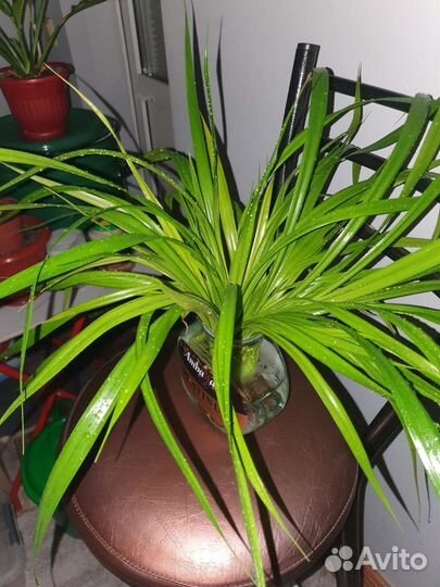 Пальма панданус