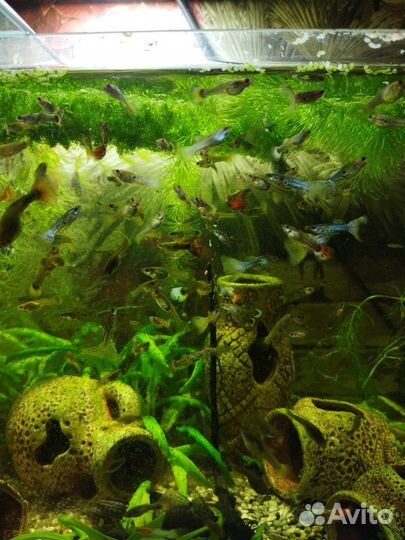 Рыбки Гуппи,Молли,Сомики.Корма